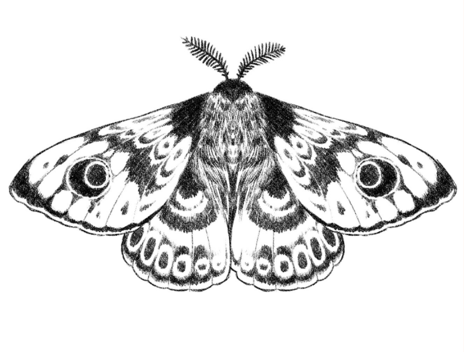 Illustraties van motvlinders